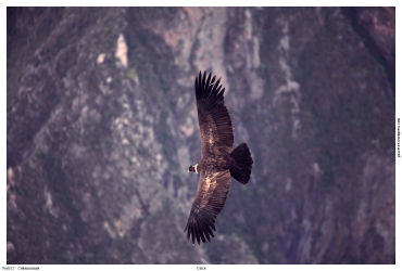 peru cabanaconde colca canyon condor spotting mountains flying перу кабанаконде колка каньон кондор кондоры 